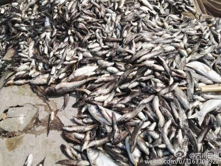 四川達州高溫致養殖場池水滾燙 3萬斤魚被熱死