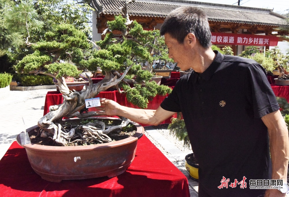 【天水】尺寸山水美 袖珍草木翠 天水鐵爐村舉辦花卉盆景展_fororder_5