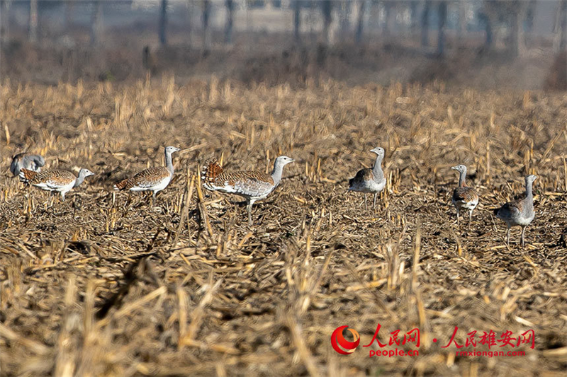 “国宝”偏爱来这里过冬 燕赵大地变栖息天堂