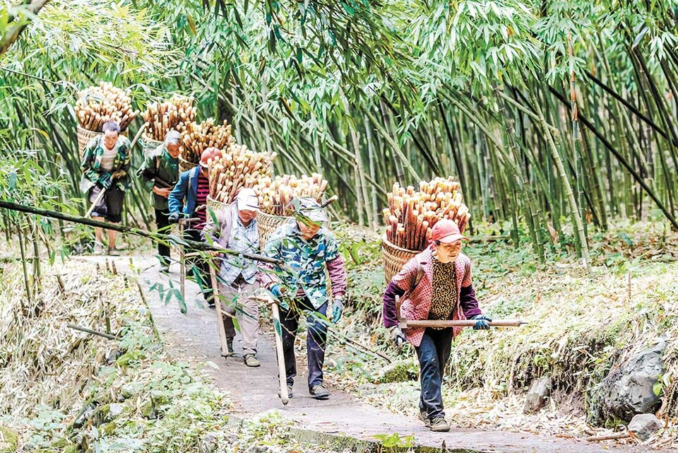 重慶南川：金佛山方竹筍迎來采收季