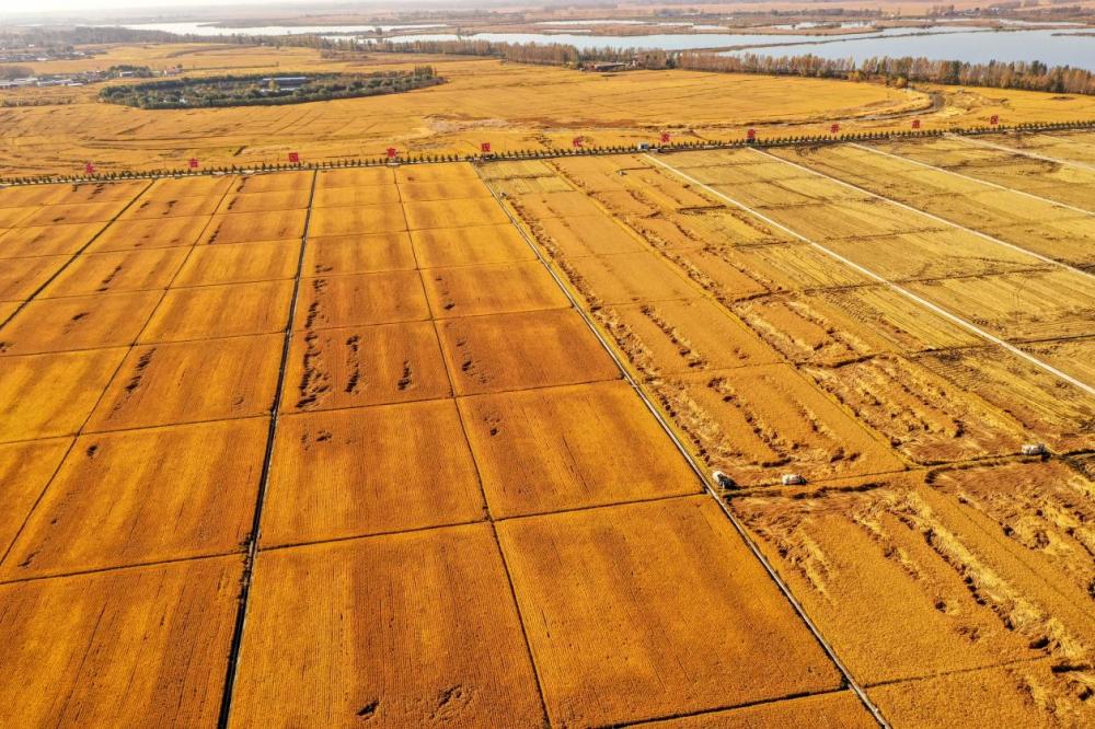 吉林新觀察丨做強現代農業 築牢黑土糧倉——豐收節前，看吉林如何種好糧