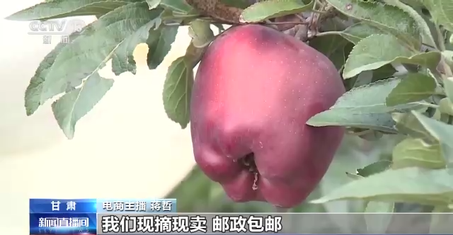 一线调研丨电商助销 物流助运 资金助力！全产业链促进乡村振兴