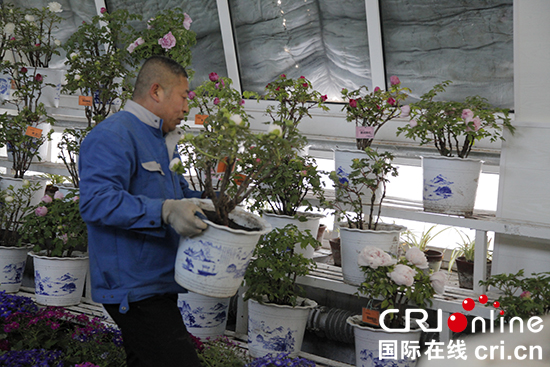 圖片默認標題_fororder_550圖二：工作人員擺放將要展出的盆栽。攝影 李鵬