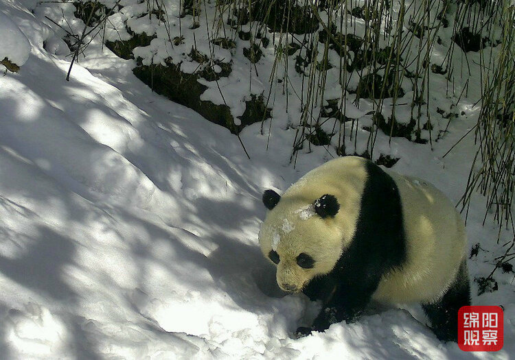 （转载）绵阳：“中国大熊猫第一市”生态环境持续向好