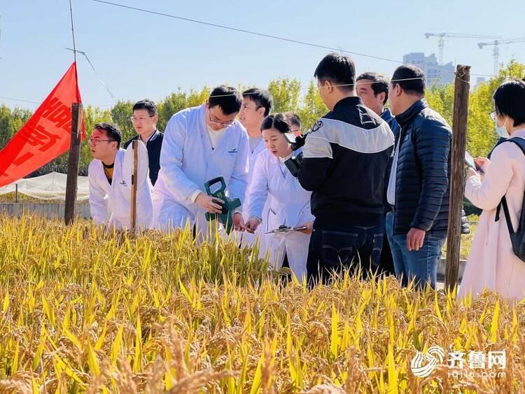 青岛向你“稻”喜！中国4‰盐度下耐盐常规稻再破纪录
