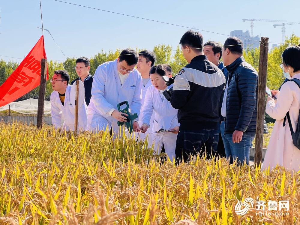 青島向你“稻”喜！中國4‰鹽度下耐鹽常規稻再破紀錄