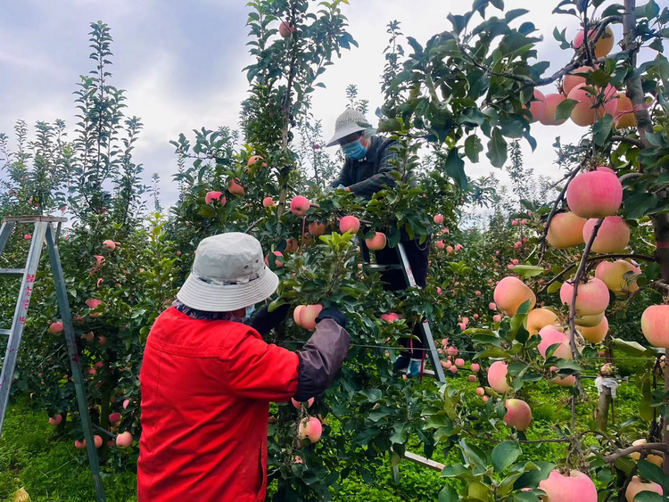 追求优质苹果 宝鸡凤翔打造高质量农产品产业_fororder_1