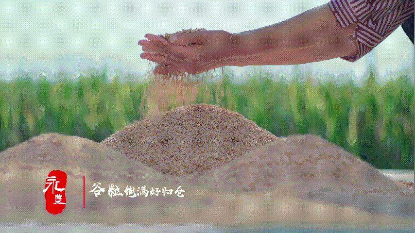 永远丰收！眉山东坡“庆丰收”原创MV上线_fororder_1