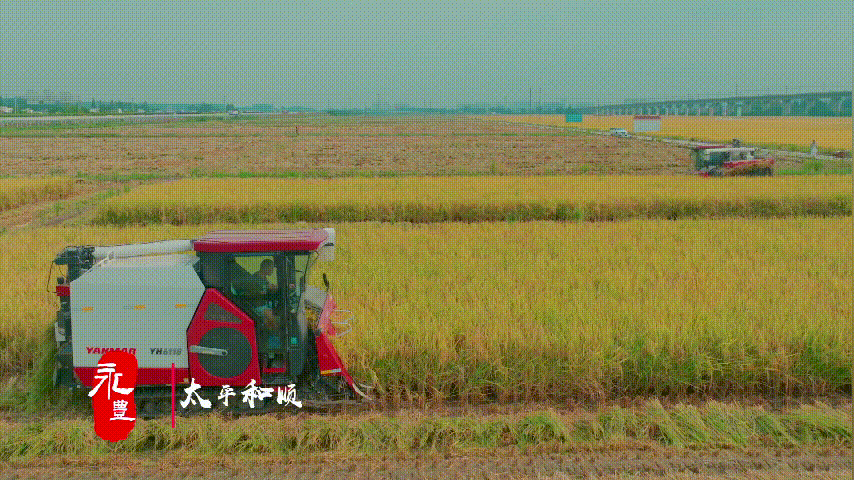 永远丰收！眉山东坡“庆丰收”原创MV上线_fororder_5