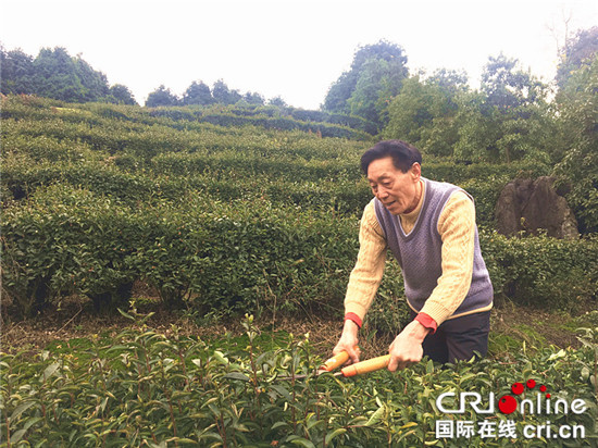 已過審【區縣聯動】【萬盛】萬盛經開區青年鎮：茶園管護正當時【區縣聯動】萬盛經開區青年鎮：茶園管護正當時