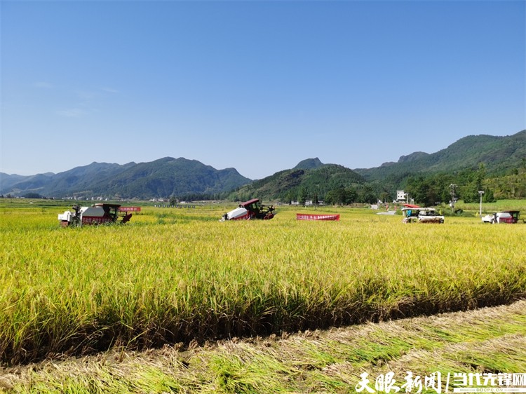 （头条）“粮策”稳粮仓 ——贵州省农业丰收“三重奏”系列报道之一