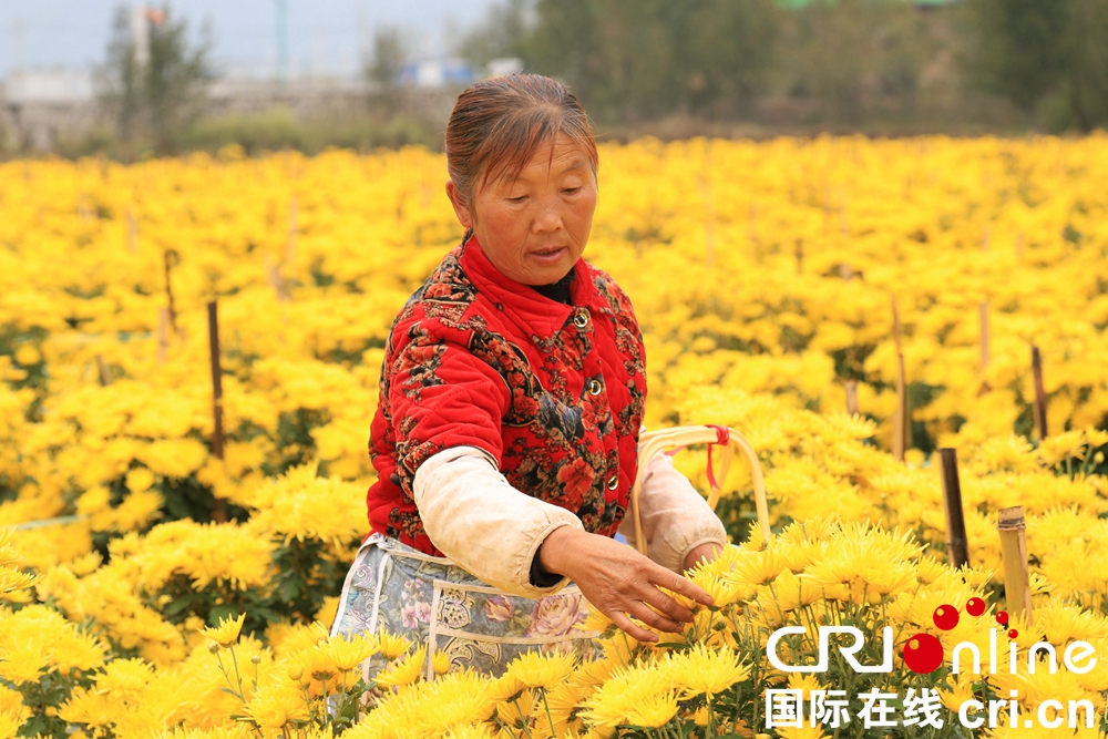 （供稿）贵州钟山：秋日“黄花”分外香_fororder_微信图片_20221013145130