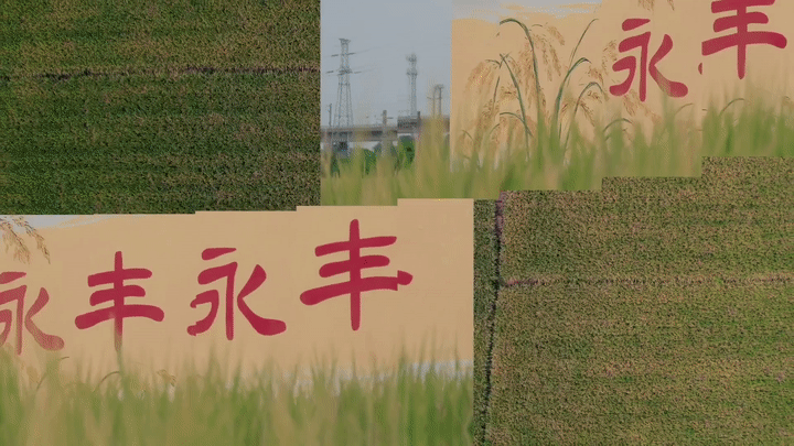 永远丰收！眉山东坡“庆丰收”原创MV上线_fororder_6