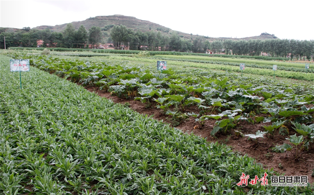 【平涼】平涼華亭：藥材種植綠了山川富了一方_fororder_1