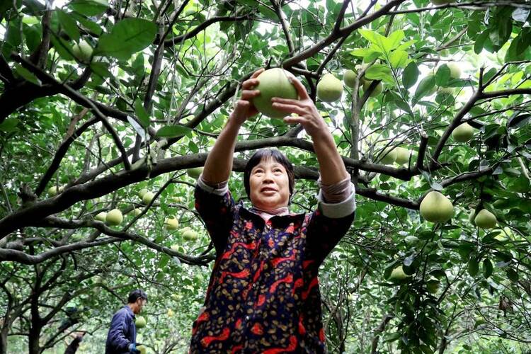 （转载）泸州纳溪区：“柚”是一年好丰景 同圆乡村振兴梦