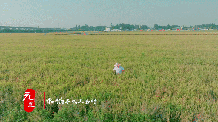 永远丰收！眉山东坡“庆丰收”原创MV上线_fororder_3