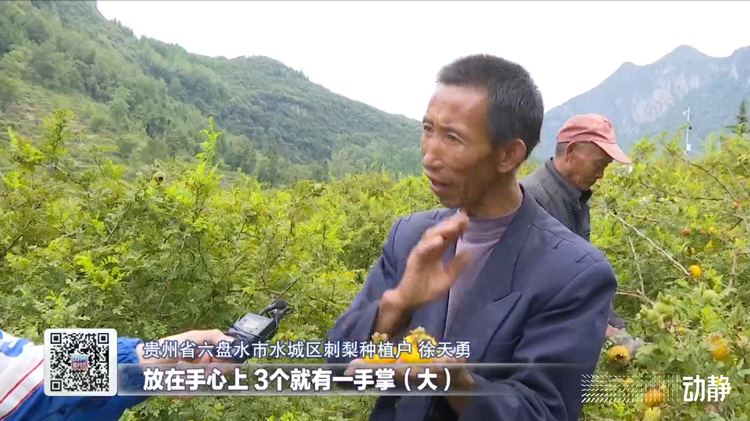 貴州:刺梨采收忙 增收有保障