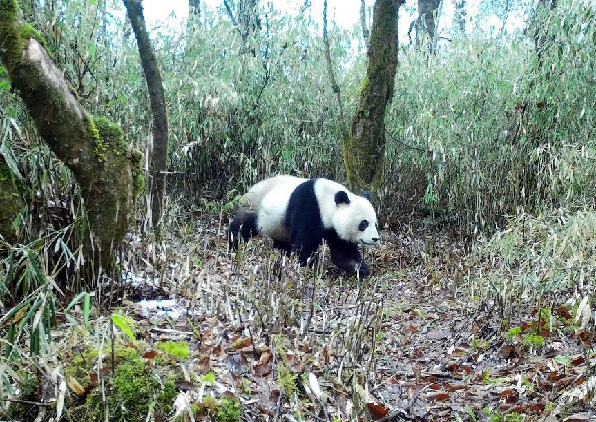 During the 1st anniversary of the establishment of the Giant Panda National Park, more than 60,000 mu of habitat has been restored in the Chengdu area_fororder_圖片 5