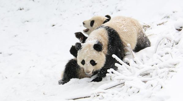 Sichuan Collected DNA Information Records of More than 500 Giant Pandas_fororder_图片 2_副本