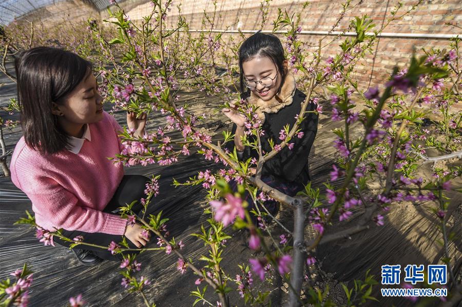 河北永清：鮮花迎春