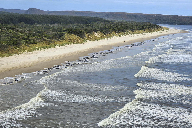 约230头鲸集体搁浅澳大利亚海滩 仅少数存活