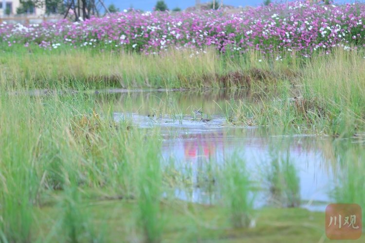 （转载）红原邛溪湿地公园 令人向往的诗和远方