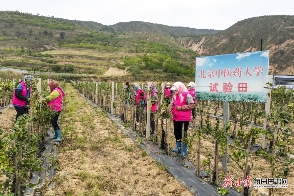 【定西】定西通渭：金银花田剪枝忙 药材种植富农家_fororder_1