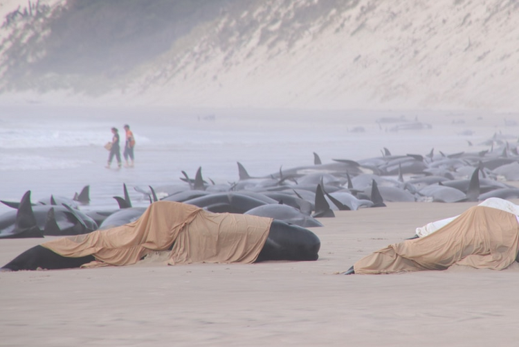 约230头鲸集体搁浅澳大利亚海滩 仅少数存活