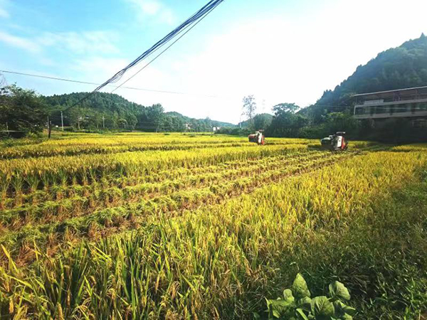 简阳市牌坊村：集体经济扎紧“粮袋子”_fororder_收割机在田间穿梭收割稻谷__供图-简阳市委宣传部