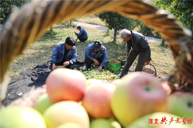 河北遷安：蘋果飄香挂滿枝 映紅百姓增收路