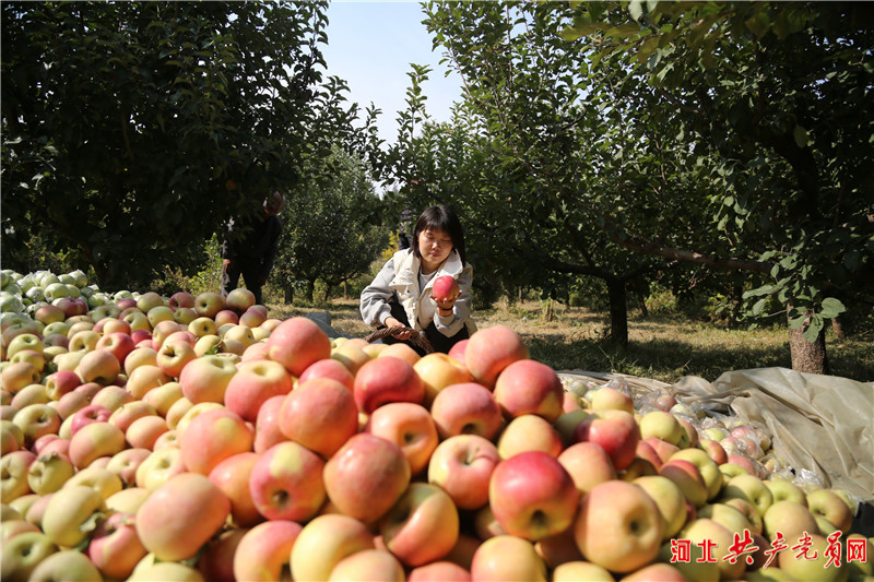 河北遷安：蘋果飄香挂滿枝 映紅百姓增收路
