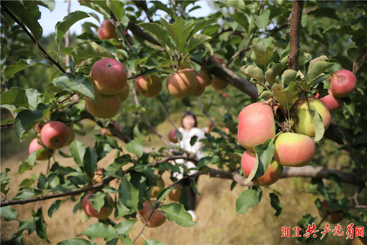 河北迁安：苹果飘香挂满枝 映红百姓增收路