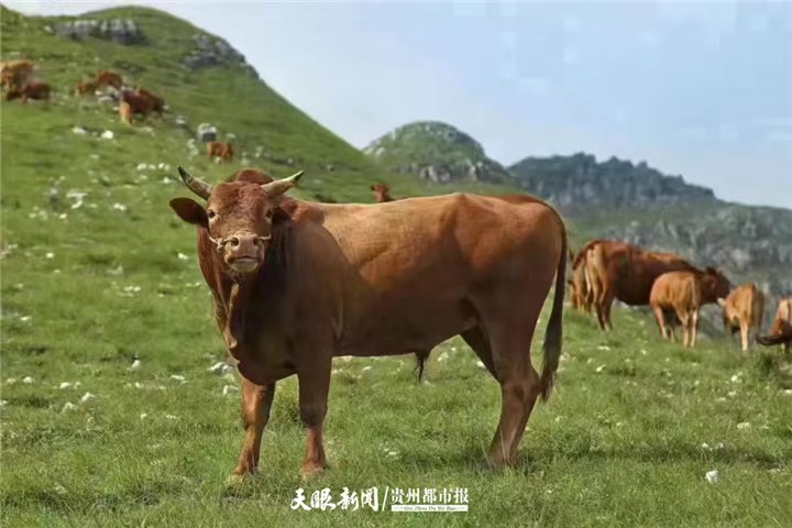 农业产业化助农增收 ——贵州省农业丰收“三重奏”系列报道