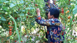 【隴南】隴南成縣店村鎮：“菜籃子”鼓起“錢袋子”