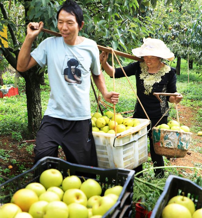 昆明呈貢：第十屆“萬溪寶珠梨採摘節”即將啟動_fororder_4