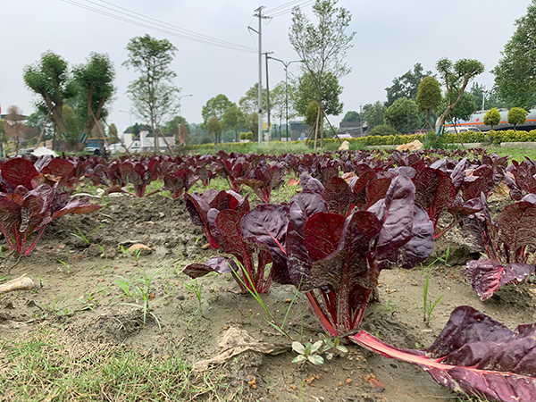 成都新都区锦源村：党建引领产业发展 农旅融合赋能乡村振兴_fororder_园区特色蔬菜采摘地