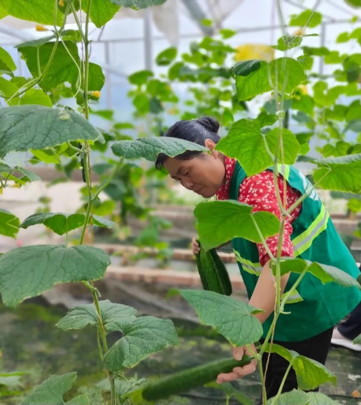 西安市高陵區：壯大村級集體經濟 繪就鄉村振興壯美畫卷_fororder_微信圖片_20221017115559