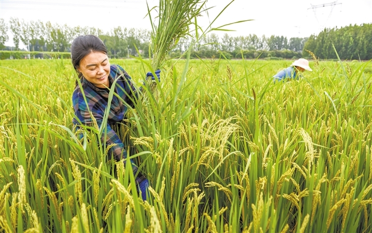 河北保定：涿州市8500亩水稻丰收在望
