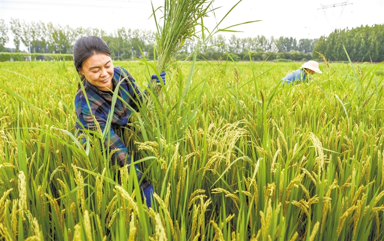 河北保定：涿州市8500畝水稻豐收在望