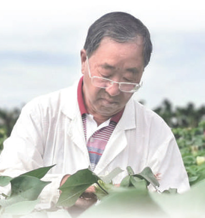 72岁棉花生物育种专家郭三堆—— 棉花是最美的那朵花