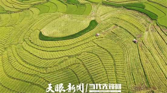 農業産業化助農增收 ——貴州省農業豐收“三重奏”系列報道