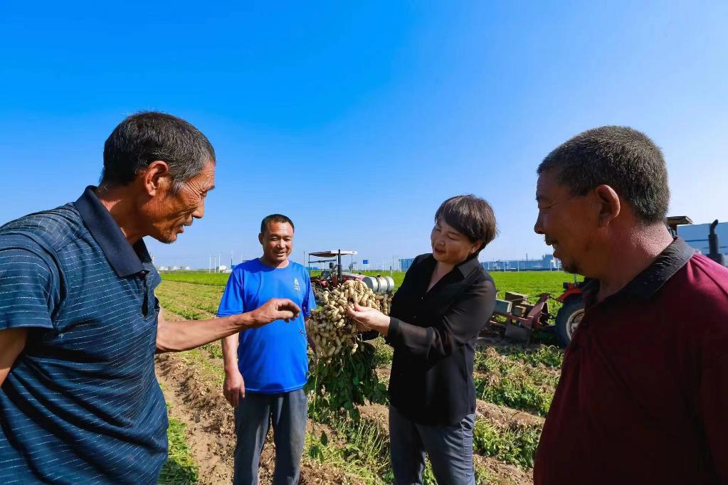 河北滦州：花生种出“新天地”