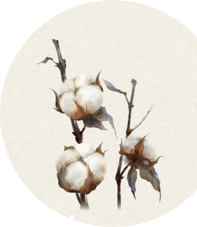 72岁棉花生物育种专家郭三堆—— 棉花是最美的那朵花
