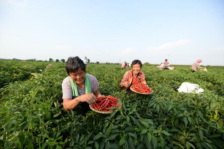 就在今天！秋分牽手豐收節，看燕趙大地“豐”景如畫