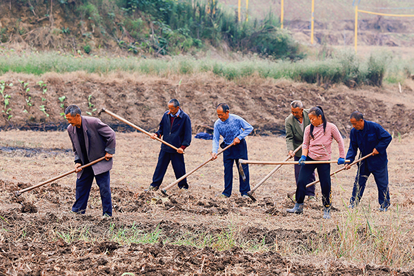 自贡贡井区：秋种正当时 徐家村大头菜“种植”乡村振兴美好愿景_fororder_2村民挖土现场