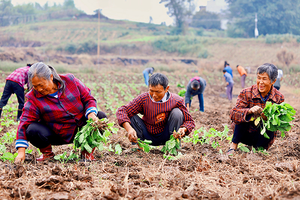 自贡贡井区：秋种正当时 徐家村大头菜“种植”乡村振兴美好愿景_fororder_1村民移栽大头菜现场