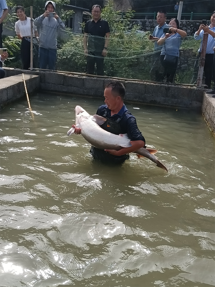 安康旬陽：雜交鱘魚遊出經濟效益_fororder_11