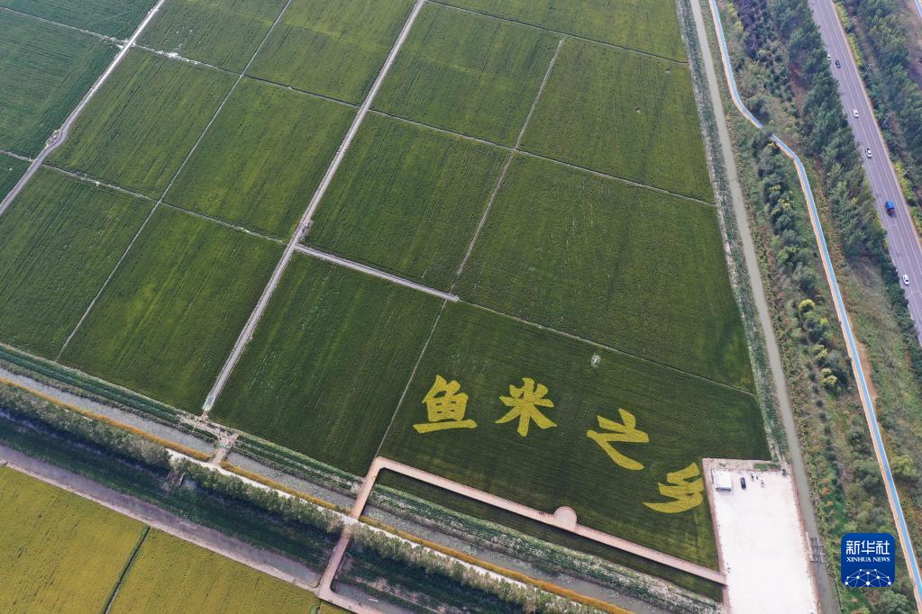 雄安新区：白洋淀畔稻花香