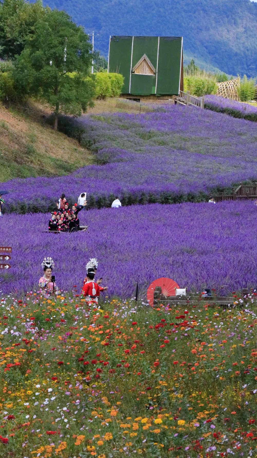 貴州麻江：“打卡”卡烏菊花園 賞秋日美景_fororder_64c260f8a37ed04848ea6fed3929c29