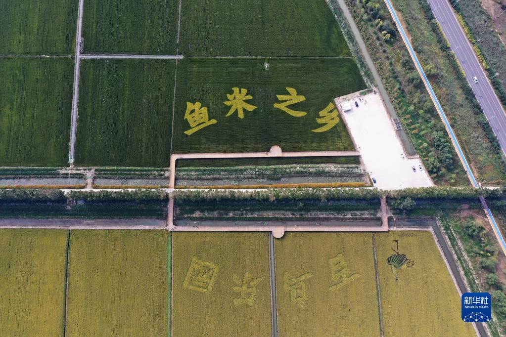 雄安新区：白洋淀畔稻花香